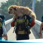Arthur The King- Tinjauan Kritis tentang Film Mark Wahlberg
